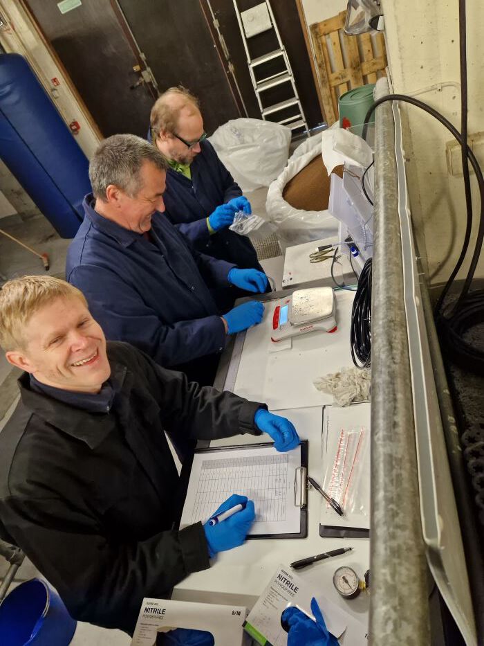 Vegard Langvatn (til venstre), Øystein Klakegg og Tobias Backström tar D-vitamin-prøver fra fisken. (Foto: Inge Fossen, Salmon Evolution)