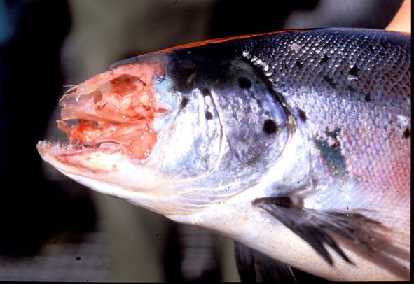 I tillegg til at fisk dør før slakting, er det også lidelse for fisk som slaktes, skriver innleggsforfatterne. Foto: Trygve Poppe