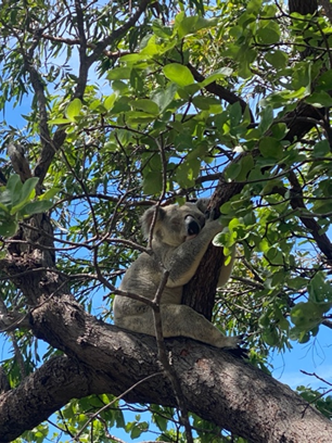 Koala på Magnetic Island. (Foto: Inga Huus 2024).