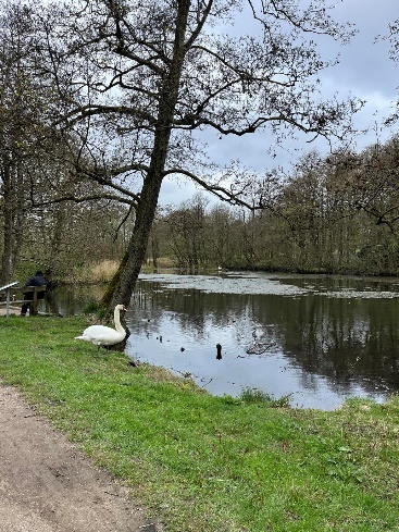 Tur i parken. (Foto: June Fjellvik 2024).