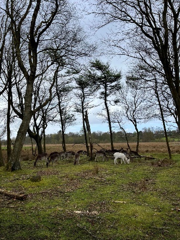 Dyrehaven. (Foto: June Fjellvik 2024).